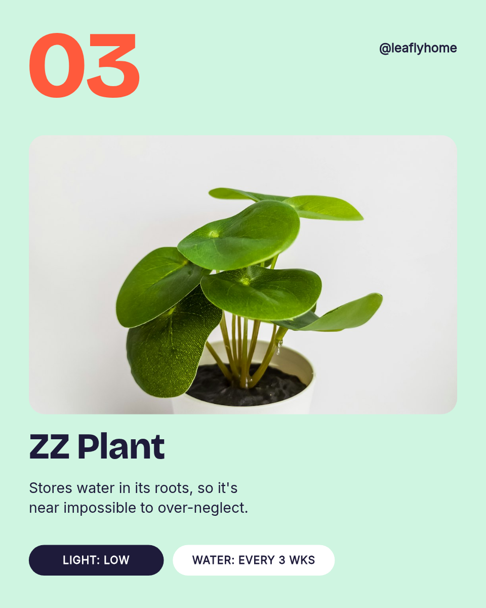 Instagram Carousel Template — 5 Low-Light Plants, Pastel - Page 4