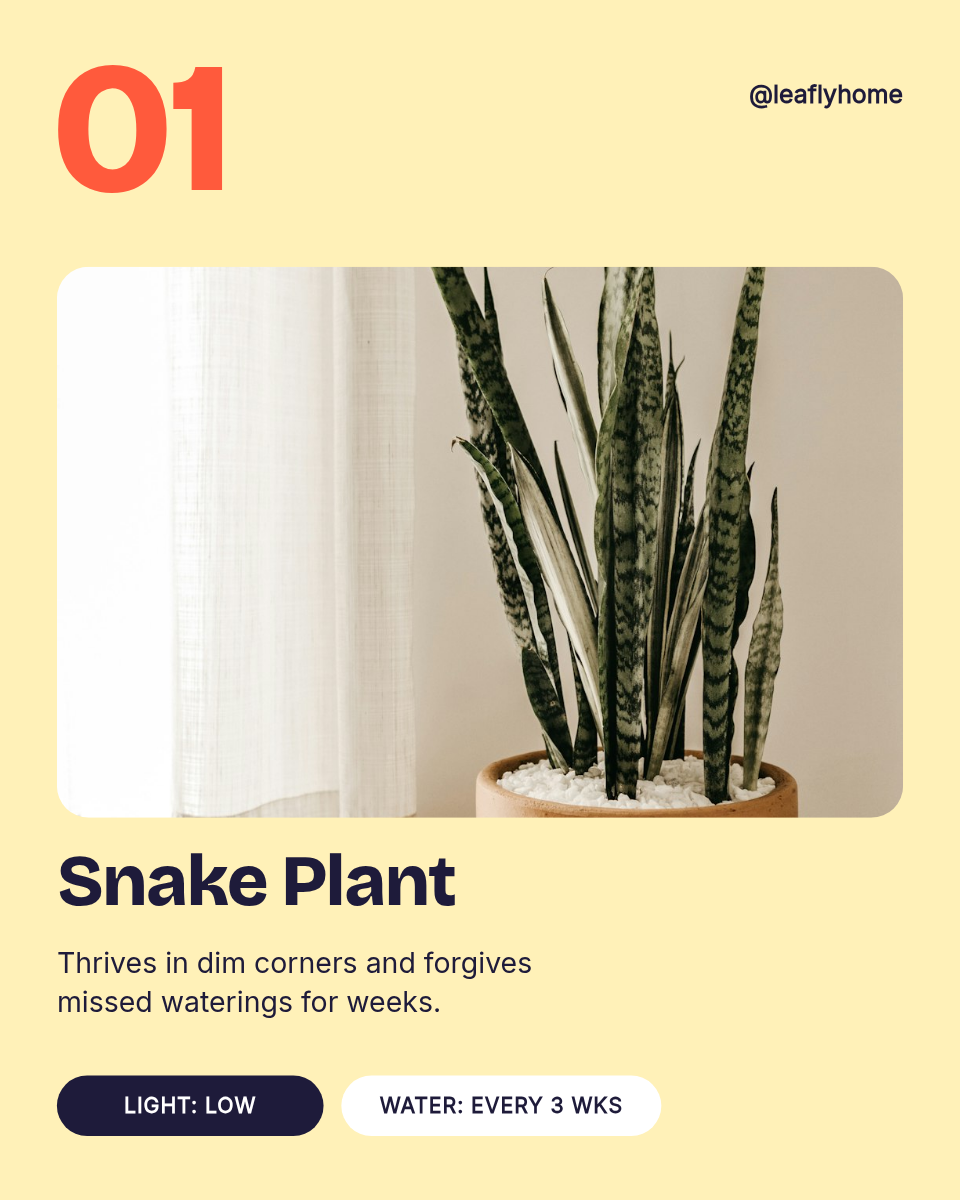 Instagram Carousel Template — 5 Low-Light Plants, Pastel - Page 2