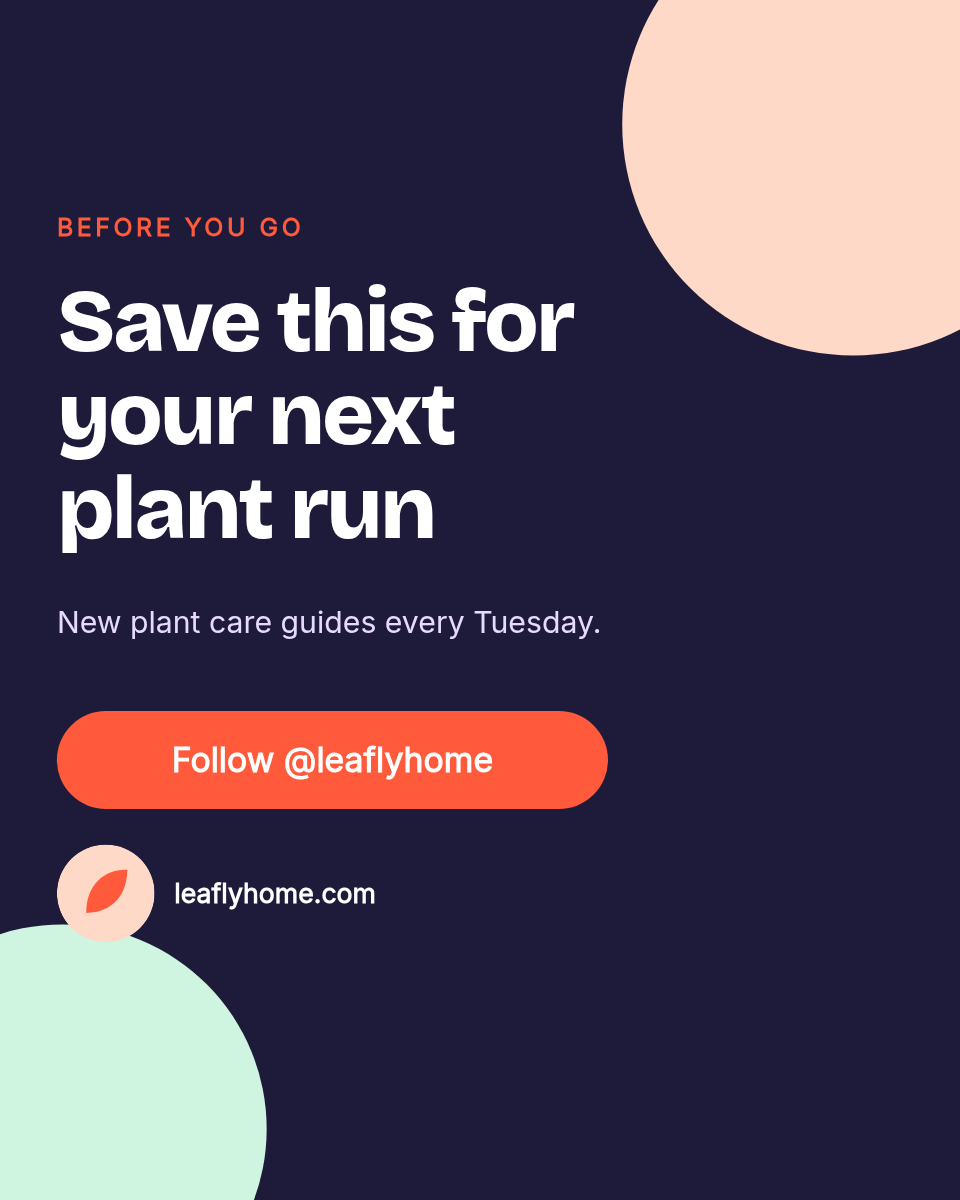 Instagram Carousel Template — 5 Low-Light Plants, Pastel - Page 7