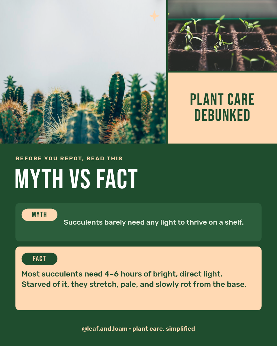 Forest Green & Peach Houseplant Myth vs Fact Mosaic Post