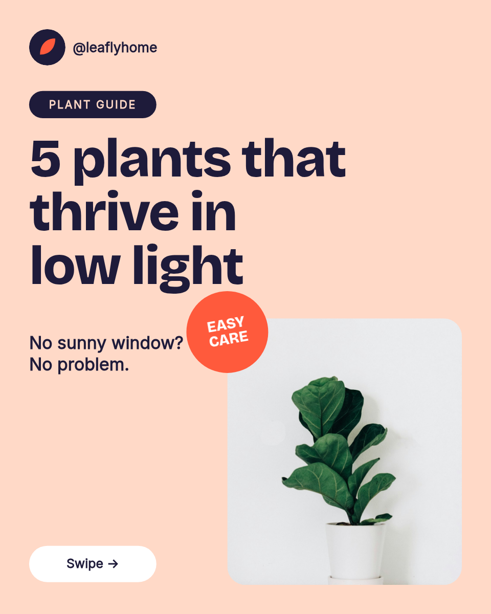Instagram Carousel Template — 5 Low-Light Plants, Pastel - Page 1