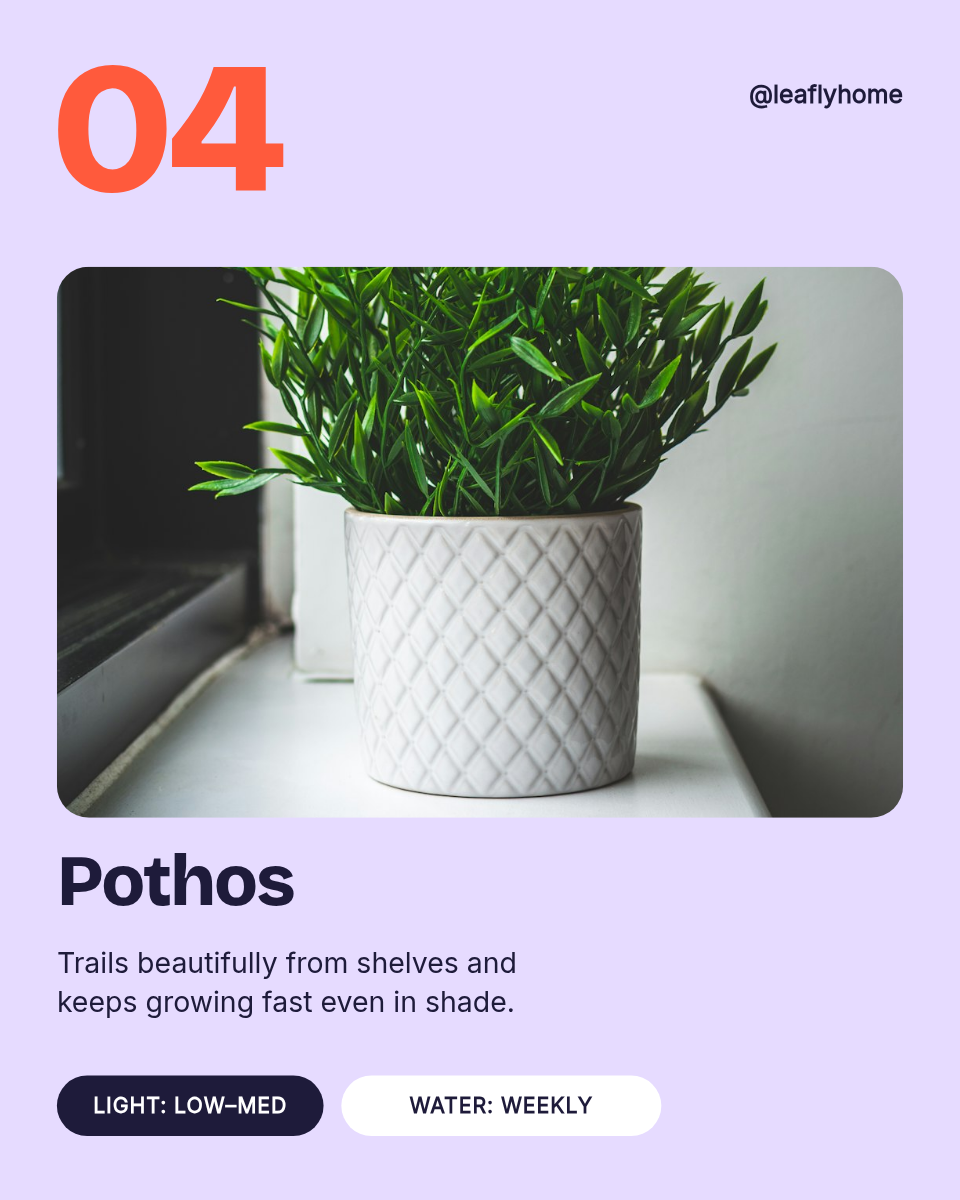 Instagram Carousel Template — 5 Low-Light Plants, Pastel - Page 5
