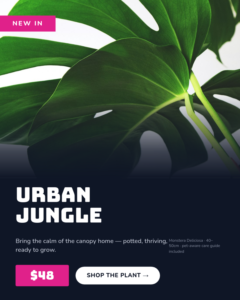 Midnight & Magenta Monstera Plant Product Card