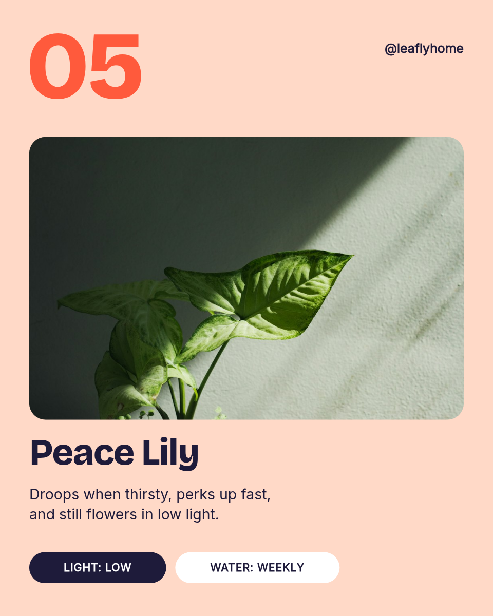 Instagram Carousel Template — 5 Low-Light Plants, Pastel - Page 6