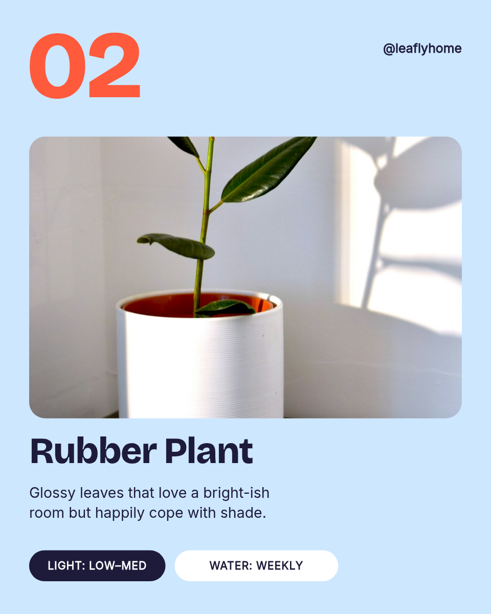 Instagram Carousel Template — 5 Low-Light Plants, Pastel - Page 3